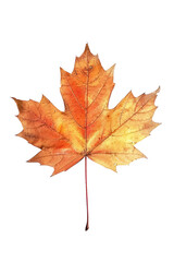Maple leaf on a transparent background. Canada Day autumn concept.