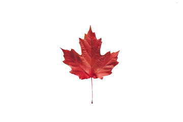 Maple leaf on a transparent background. Canada Day autumn concept.