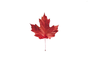 Maple leaf on a transparent background. Canada Day autumn concept.