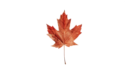 Maple leaf on a transparent background. Canada Day autumn concept.