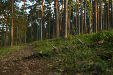 Summer pine forest on a warm day with lots of greenery and bilberries