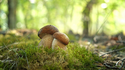 Two boletus edulis or porcini mushroom grow in forest, natural background. Edible mushrooms brown...