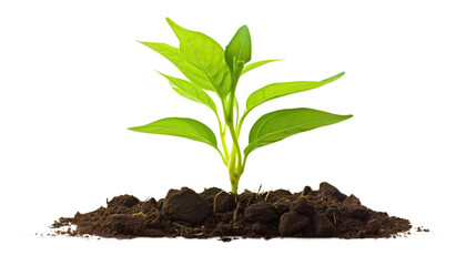 young sprout growing from earth dirt isolated