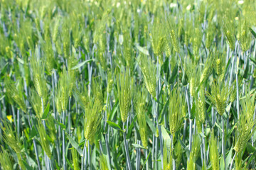 barley field close up greenery scene crop shot
