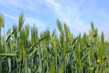 barley field and sky with cloud refreshing and nostalgic scenery