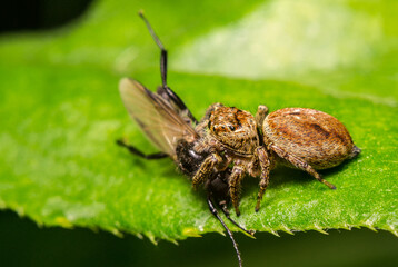 Jumping spider close-up, macro, insects of Ukraine, prey, on the hunt, nature, greens, summer, spring