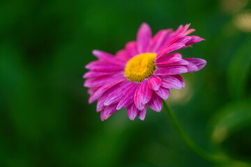 Purple flower close-up, nature of Ukraine, greenery, summer, spring, mood, beauty, postcard