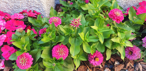 Panorama of pink zinnia flowers bloom in a flowerbed.