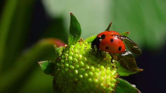 Ladybug or red ladywing (Coccinella) spreading wings on young green strawberry