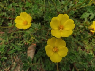 yellow flowers , flowers