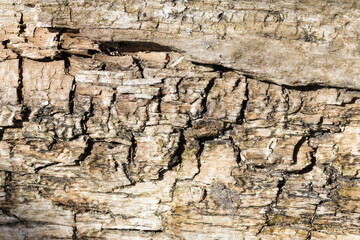 Grunge cracked wood background. Brown color weathered surface. Broken wood plank structure. Vintage board pattern design. Rotten tree texture. Wet bark trunk.