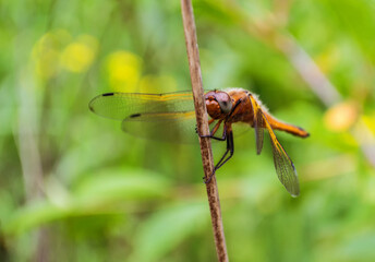 Dragonfly close-up, flying insects of Ukraine, nature, summer