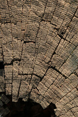 Textured surface of old sawn wood. Natural background dark brown wood with cracks