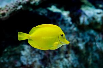 Yellow tang fish / Cá đuôi gai vàng