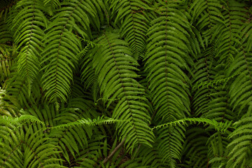 春の新緑の森の風景