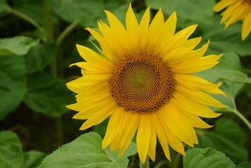 At the Heart of the Sunflower