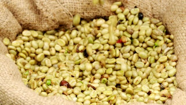 Arabica green coffee bean falling in slow motion in burlap sack after harvest and depulping