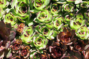 Jovibarba sobolifera plant. Closeup macro decorative little leaves. Fibonacci sequence in nature....