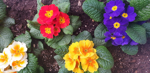 Colorful primula flowers grow in a flower bed. Top view of primula flowers.