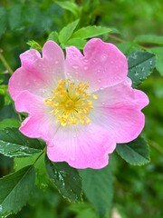 pink rose flower