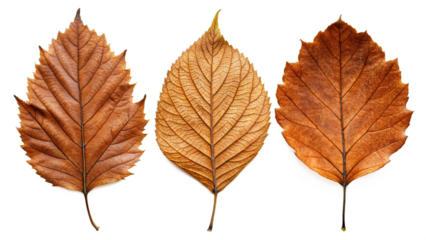 Set of autumn leaves isolated on transparent background