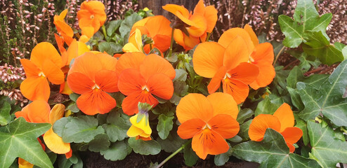 Close-up of the orange flowers viola wittrockiana or viola cornuta. Panorama.