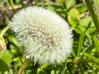 dandelion