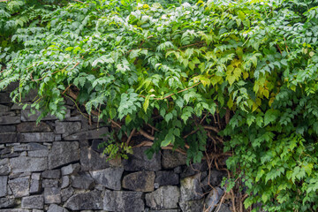 Green ivy on a stone wall. Beautiful combination of textures.