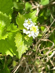 white flowers