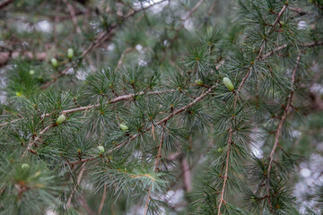 Spruce  branch with shoots. Cones will bloom on the spruce. Thorny spruce branches. Spruce tree...