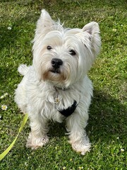 west highland white terrier