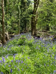 Bluebell wood