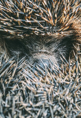 Hedgehog close-up, nose, muzzle, needles, details, macro, animals of Ukraine, cute, beauty © Иван Грушевич