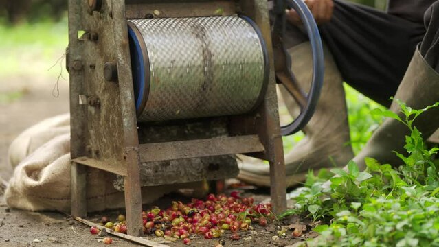 Manual processing of arabica coffee berries separating beans with pulp  in rural setting using a traditional pulper 