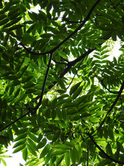 緑のブラインド