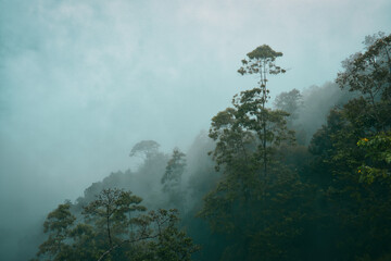 Misty foggy rainforest mountain slope landscape.