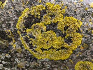 A sunburst lichen (Xanthoria) on a coastal rock
