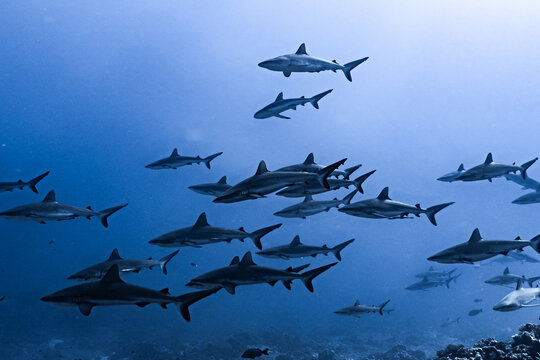 Shark from fakarava