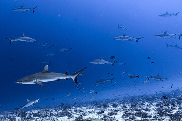 Fototapeta premium sharks in the sea