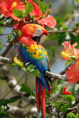 A bright and colorful parrot is perched on a branch of a tree, showcasing its vibrant feathers and sharp beak