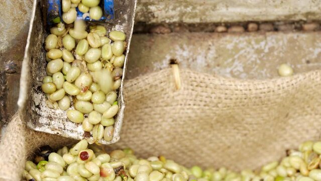 Pulped green coffee beans exiting old traditional pulper in coffee processing in rural farm post harvest, unroasted arabica