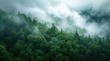 Cloudy Environment  fog green forest mountain background.
