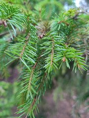 Spruce branches. Spring nature. Vertical photo