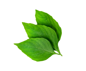 leaf  fresh basil isolated, Green leaves pattern