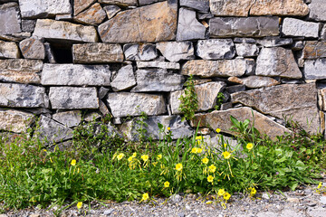 Flowering plants of Oxalis pes-caprae, also know as Bermuda buttercup or goat's-foot, with tiny yellow flowers, grown at the base of a typical dry-stone wall, Liguria, Italy