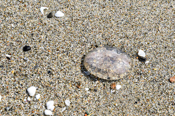A beached jellyfish on the sandy water's edge, Liguria, Italy