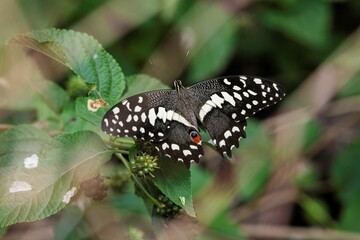 one large white butterfly with open wings in the African wilderness
