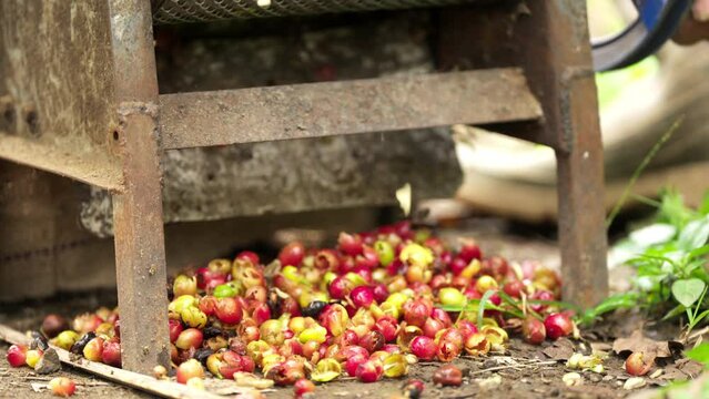 Manual coffee processing, farmer uses depulper, separate pulp and bean, arabica, traditional machinery and equipment