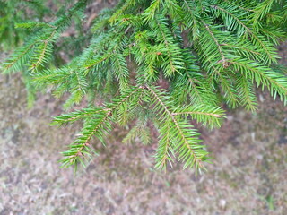 Spruce branches. Spring nature.