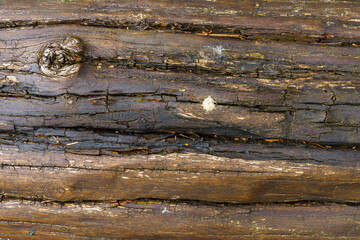 Cutting a tree close-up. Embossed creative wood texture. Horizontal photo of old wood texture.